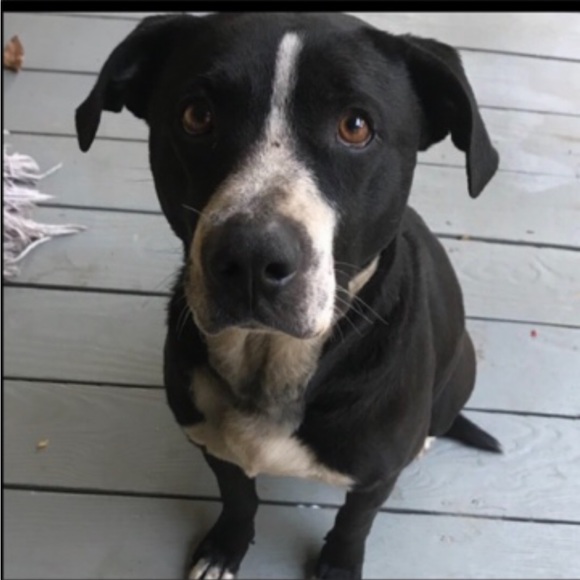 Christmas santa Mickey 23” motion Mickey Mouse vintage electronic - Picture 12 of 15